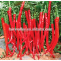 2014 Hybrid red hot Pepper Seeds for planting
